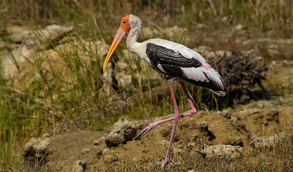 painted-stork-facts-distribution-population-biodb